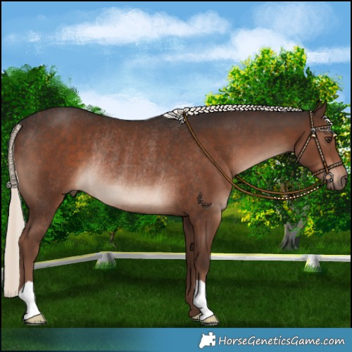 Horse Color:Liver Chestnut Mushroom Rabicano 