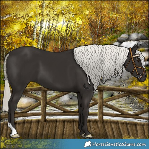 Horse Color:Liver Chestnut Mushroom 