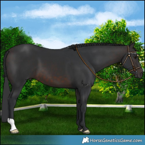 Horse Color:Brown Mushroom 