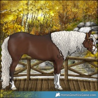 Horse Color:Liver Chestnut Mushroom 