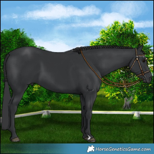 Horse Color:Black Mushroom 