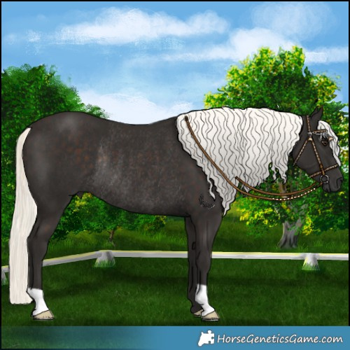 Horse Color:Liver Chestnut Mushroom Rabicano 