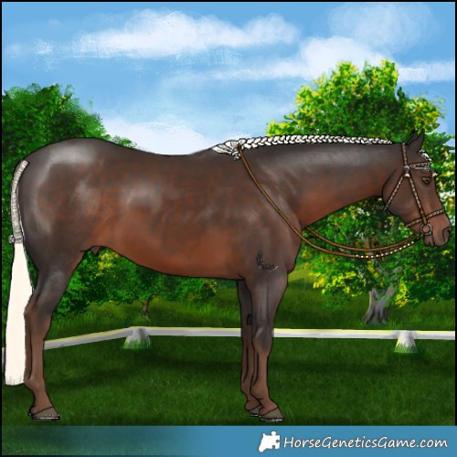 Horse Color:Liver Chestnut Mushroom 
