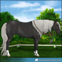 Horse Color:Liver Chestnut Mushroom 