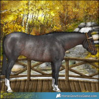 Horse Color:Brown Mushroom Rabicano