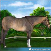 Horse Color:Buckskin Mushroom Rabicano 