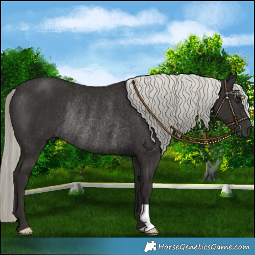 Horse Color:Liver Chestnut Mushroom Rabicano 