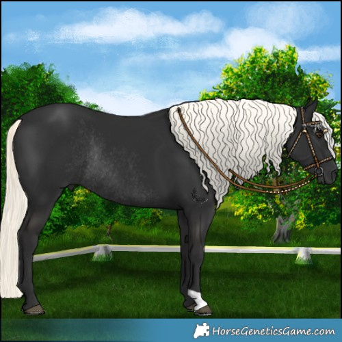 Horse Color:Liver Chestnut Mushroom Rabicano 