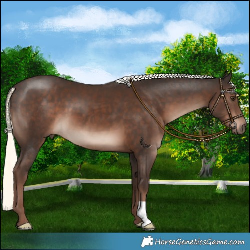 Horse Color:Liver Chestnut Mushroom 