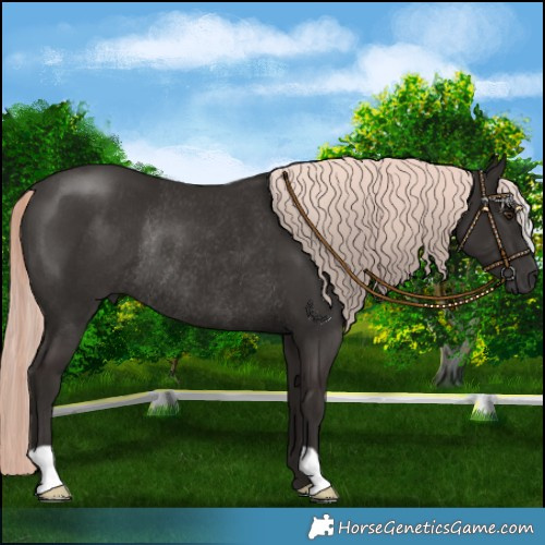 Horse Color:Liver Chestnut Mushroom Rabicano 