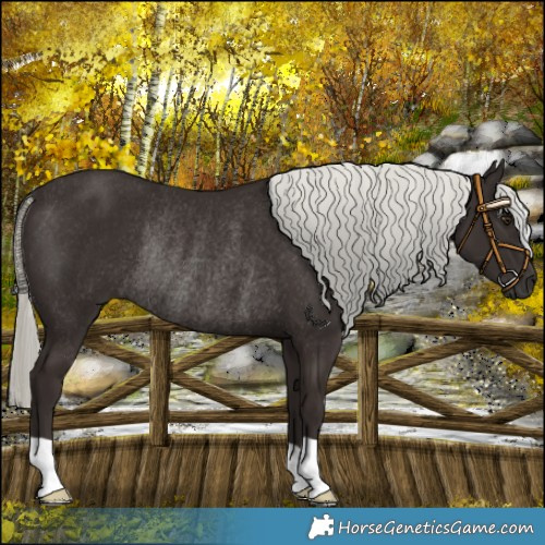 Horse Color:Liver Chestnut Mushroom Rabicano 