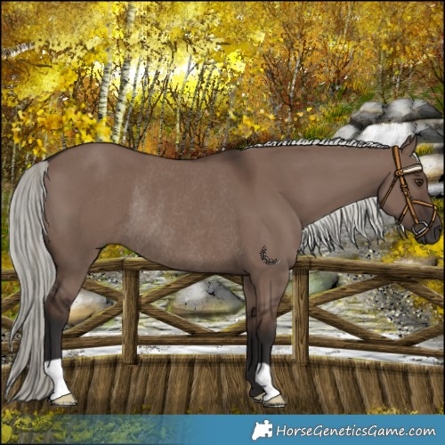 Horse Color:Liver Red Dun Mushroom Rabicano 