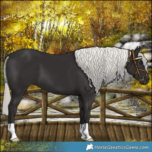 Horse Color:Liver Chestnut Mushroom 
