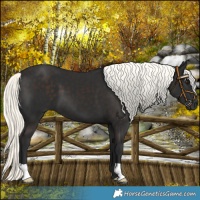 Horse Color:Liver Chestnut Mushroom