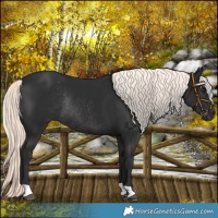 Horse Color:Liver Chestnut Mushroom Rabicano