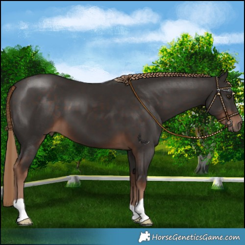 Horse Color:Liver Chestnut 