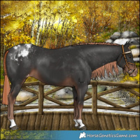 Horse Color:Liver Chestnut Blanket 