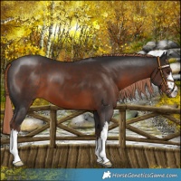 Horse Color:White Spotted Liver Chestnut 