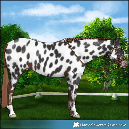Horse Color:Liver Chestnut Appaloosa 