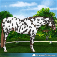 Horse Color:Liver Chestnut Appaloosa 