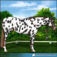 Horse Color:Liver Chestnut Near Leopard 