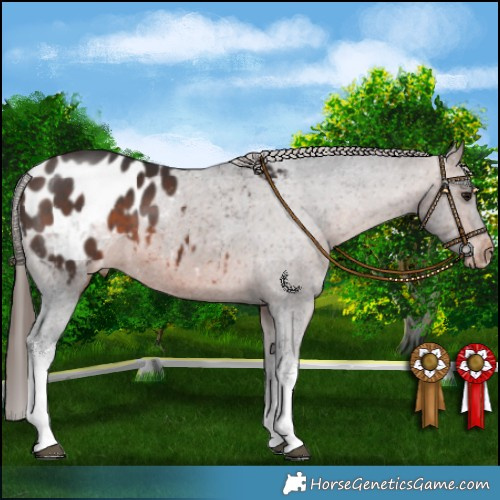 Horse Color:White Spotted Brown Appaloosa 