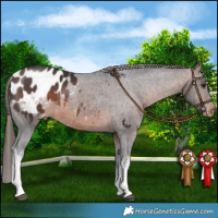Horse Color:White Spotted Brown Appaloosa 