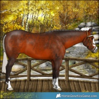 Horse Color:Gray Silver Bay 