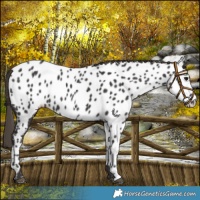 Horse Color:Smoky Black Near Leopard 