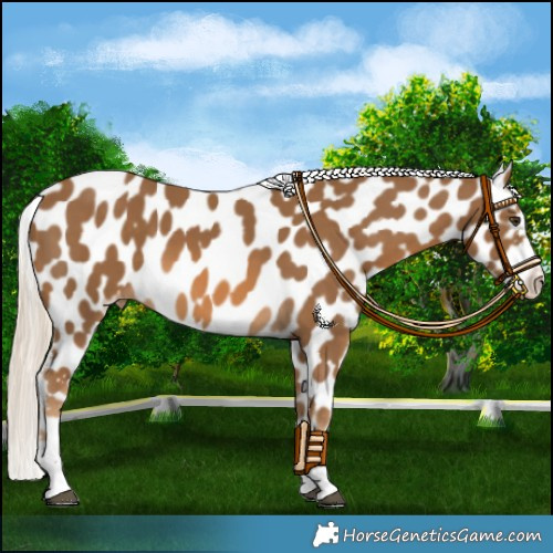 Horse Color:Chocolate Palomino Near Leopard 
