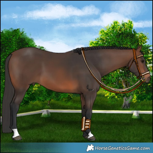 Horse Color:Brown 