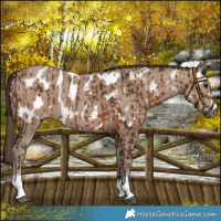 Horse Color:Gray Bay Near Leopard  and Classic Champagne Near Leopard 