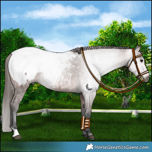 Horse Color:Gray Bay Appaloosa 