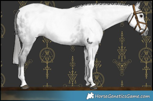 Horse Color:Gray Black Tobiano Near Leopard 