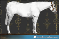 Horse Color:Gray Black Tobiano Appaloosa 
