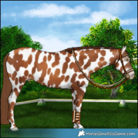 Horse Color:Gray Gold Champagne Tobiano Appaloosa