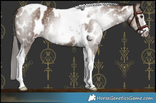 Horse Color:Gray Classic Champagne Tobiano Frame Near Leopard 
