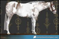 Horse Color:Gray Classic Champagne Tobiano Frame Near Leopard