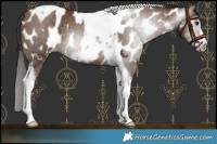 Horse Color:Gray Classic Champagne Tobiano Frame Appaloosa 