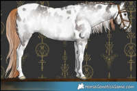 Horse Color:Gray Liver Chestnut Tobiano Near Leopard 