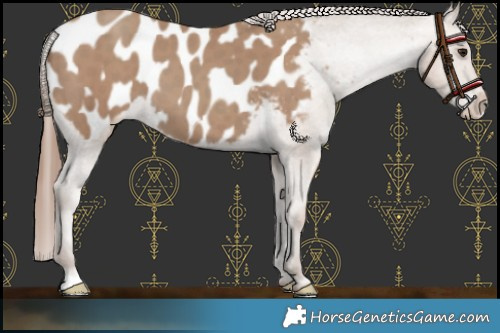 Horse Color:Classic Champagne Appaloosa 