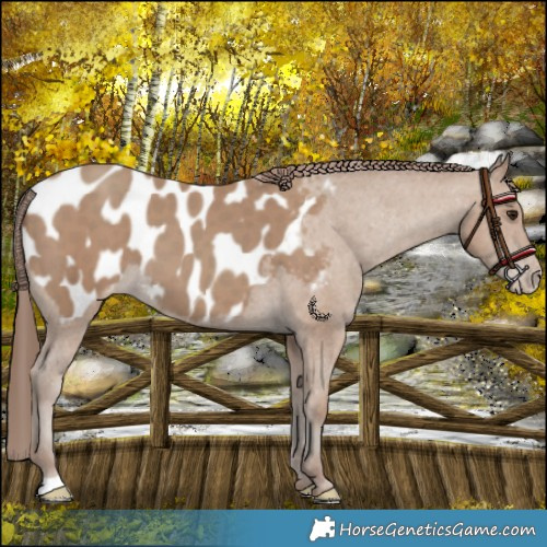 Horse Color:Classic Champagne Appaloosa 