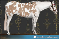 Horse Color:Classic Champagne Blanket 