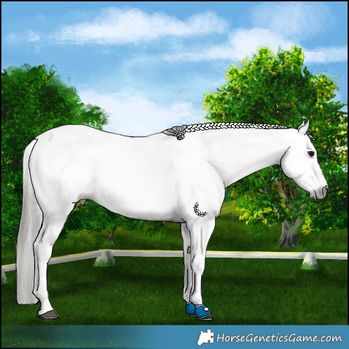 Horse Color:Gray Bay Fewspot 