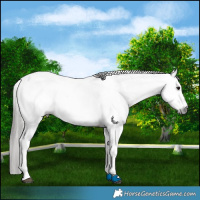 Horse Color:Gray Bay Fewspot 