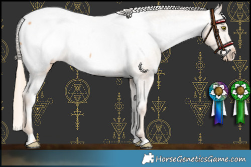 Horse Color:Gold Champagne Appaloosa 