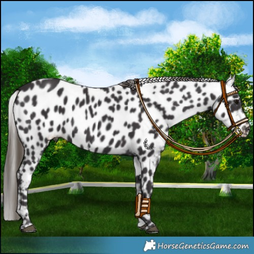 Horse Color:Smoky Black Near Leopard 