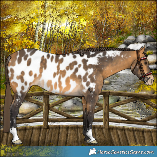 Horse Color:Buckskin Near Leopard 