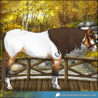 Horse Color:Buckskin Near Fewspot