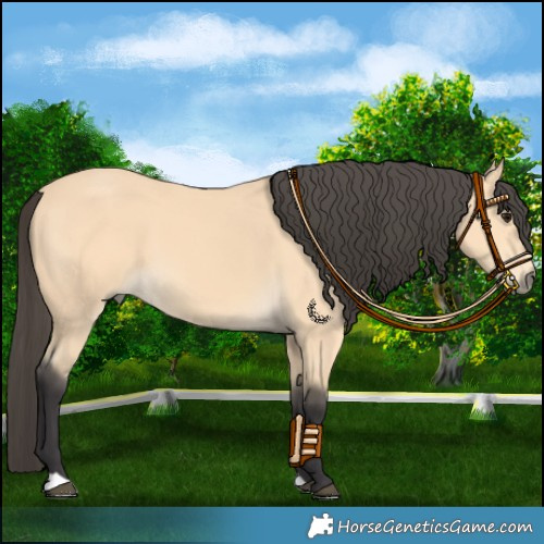 Horse Color:Buckskin 